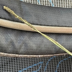 Sporobolus creber (Slender Rat's Tail Grass) at Latham, ACT - 27 May 2025 by Jennybach