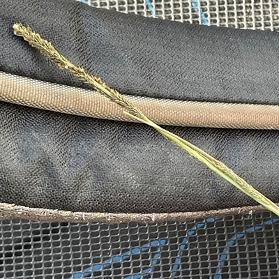 Sporobolus creber (Slender Rat's Tail Grass) at Latham, ACT - 27 May 2025 by Jennybach