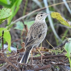 Anthus australis (Australian Pipit) at Lucinda, QLD - 15 May 2025 by TerryS