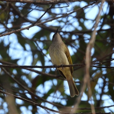 Lichmera indistincta (Brown Honeyeater) at Lucinda, QLD - 15 May 2025 by TerryS