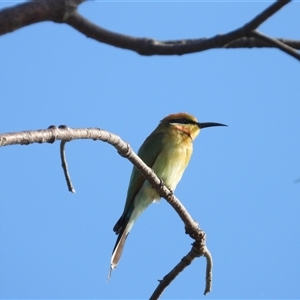 Merops ornatus at Lucinda, QLD - 15 May 2025 by TerryS