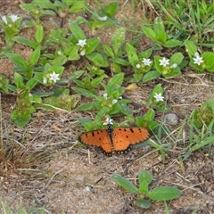Acraea terpsicore (Tawny Coster) at Lucinda, QLD - 15 May 2025 by TerryS