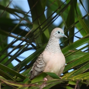 Geopelia placida at Lucinda, QLD - 15 May 2025 by TerryS