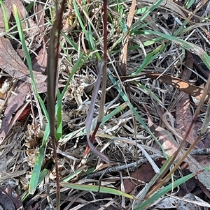 Bothriochloa macra at Latham, ACT - Yesterday by Jennybach