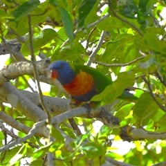 Trichoglossus moluccanus (Rainbow Lorikeet) at Lucinda, QLD - 15 May 2025 by TerryS