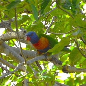 Trichoglossus moluccanus at Lucinda, QLD - 15 May 2025 by TerryS