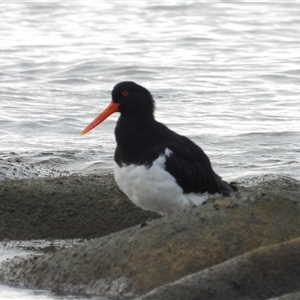 Haematopus longirostris at Lucinda, QLD - 16 May 2025 by TerryS