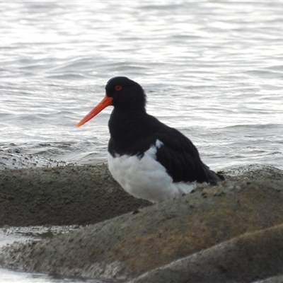 Haematopus longirostris (Australian Pied Oystercatcher) at Lucinda, QLD - 16 May 2025 by TerryS