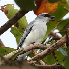 Coracina papuensis (White-bellied Cuckooshrike) at Lucinda, QLD - 16 May 2025 by TerryS