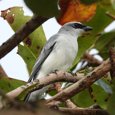 Coracina papuensis (White-bellied Cuckooshrike) at Lucinda, QLD - 16 May 2025 by TerryS