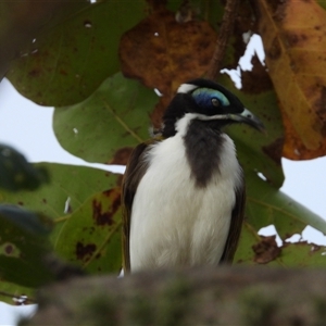 Entomyzon cyanotis at Lucinda, QLD - 16 May 2025 by TerryS