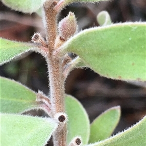 Unverified Plant at Crowther, NSW - Yesterday by Frecko
