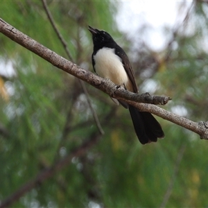 Rhipidura leucophrys at Lucinda, QLD - 16 May 2025 by TerryS