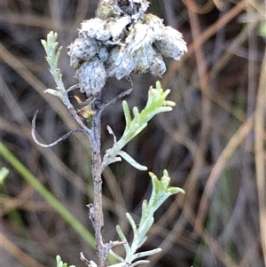 Chrysocephalum semipapposum at Crowther, NSW - Yesterday by Frecko