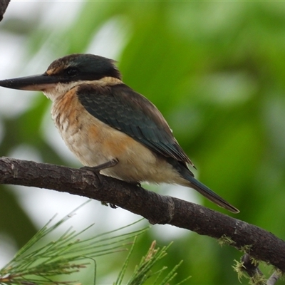 Todiramphus sanctus at Lucinda, QLD - 16 May 2025 by TerryS