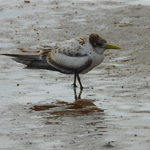 Hydroprogne caspia at Lucinda, QLD - 16 May 2025 by TerryS