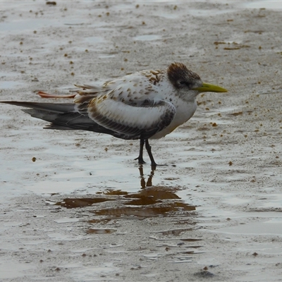 Hydroprogne caspia at Lucinda, QLD - 16 May 2025 by TerryS