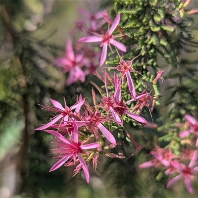 Unverified Other Shrub at Litchfield Park, NT - 11 May 2025 by HelenCross