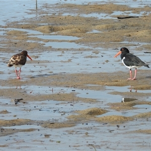 Haematopus longirostris at Lucinda, QLD - 16 May 2025 by TerryS