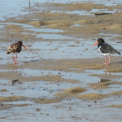 Haematopus longirostris at Lucinda, QLD - 16 May 2025 by TerryS