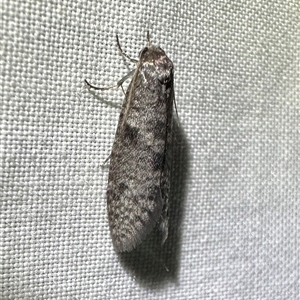 Lepidoscia adelopis, annosella and similar species at Arakoon, NSW - 10 May 2025 by Pirom