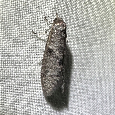 Lepidoscia adelopis, annosella and similar species at Arakoon, NSW - 10 May 2025 by Pirom