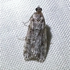 Scoparia chiasta (A Crambid moth) at Arakoon, NSW - 7 May 2025 by Pirom
