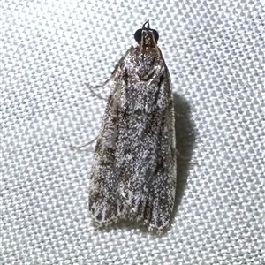 Scoparia chiasta (A Crambid moth) at Arakoon, NSW - 7 May 2025 by Pirom