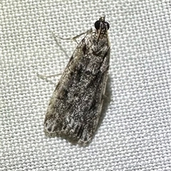 Scoparia chiasta at Arakoon, NSW - 7 May 2025 09:04 PM