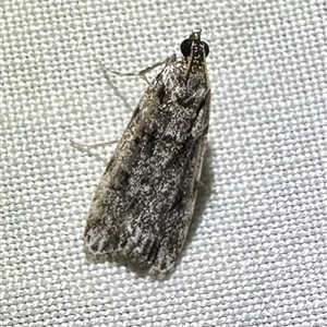 Scoparia chiasta at Arakoon, NSW - 7 May 2025 09:04 PM