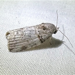 Garella vallata (A Noctuoid moth (Nolida)) at Arakoon, NSW - 7 May 2025 by Pirom