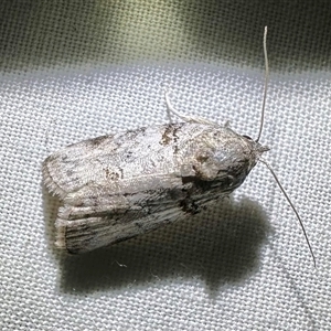 Garella vallata at Arakoon, NSW - 7 May 2025 07:38 PM