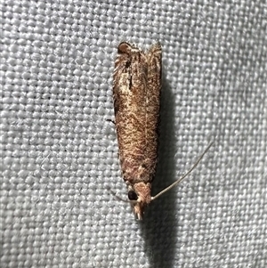 Olethreutinae (subfamily) (Unidentified leaf roller) at Reid, ACT - 16 May 2025 by Pirom