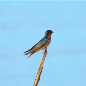 Hirundo neoxena at Lucinda, QLD - 16 May 2025 by TerryS