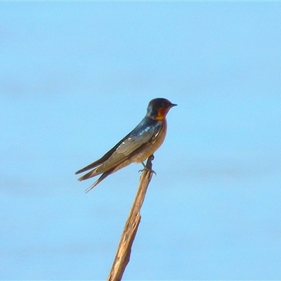 Hirundo neoxena (Welcome Swallow) at Lucinda, QLD - 16 May 2025 by TerryS
