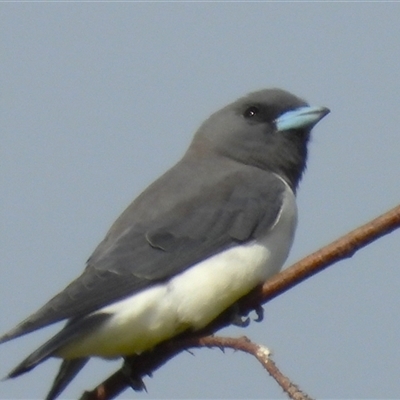 Artamus leucorynchus (White-breasted Woodswallow) at Lucinda, QLD - 16 May 2025 by TerryS