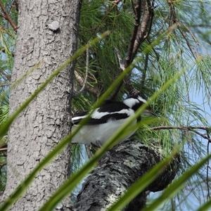 Grallina cyanoleuca at Lucinda, QLD - 16 May 2025 by TerryS