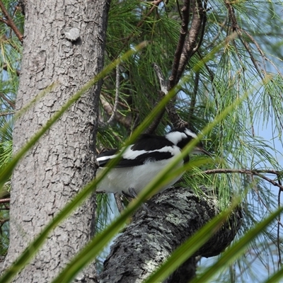 Grallina cyanoleuca (Magpie-lark) at Lucinda, QLD - 16 May 2025 by TerryS