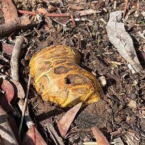Pisolithus sp. at Latham, ACT - Yesterday by Jennybach