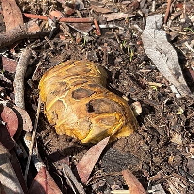 Scleroderma sp. (Scleroderma) at Latham, ACT - 27 May 2025 by Jennybach