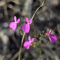 Stylidium sp. at Litchfield Park, NT - 11 May 2025 by HelenCross