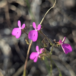Stylidium sp. at Litchfield Park, NT - 11 May 2025 by HelenCross