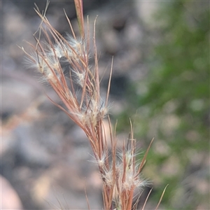 Cymbopogon sp. at Litchfield Park, NT - 11 May 2025 by HelenCross