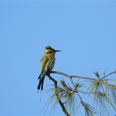 Merops ornatus (Rainbow Bee-eater) at Lucinda, QLD - 16 May 2025 by TerryS