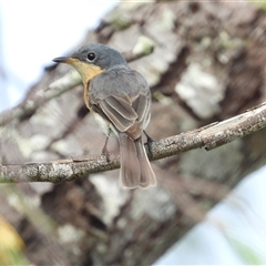 Myiagra rubecula at Lucinda, QLD - 16 May 2025 by TerryS