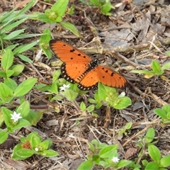 Acraea terpsicore (Tawny Coster) at Lucinda, QLD - 16 May 2025 by TerryS