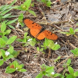Acraea terpsicore at Lucinda, QLD - 16 May 2025 by TerryS
