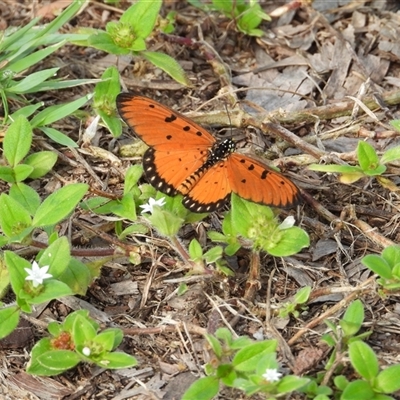Acraea terpsicore (Tawny Coster) at Lucinda, QLD - 16 May 2025 by TerryS