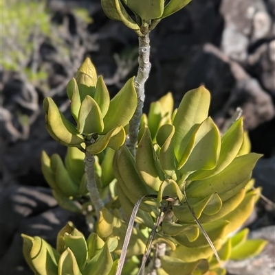 Unverified Climber or Mistletoe at Litchfield Park, NT - 11 May 2025 by HelenCross
