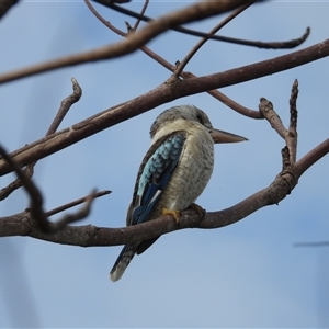 Dacelo novaeguineae at Lucinda, QLD - 16 May 2025 by TerryS